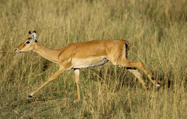 istock Impala, aepyceros melampus, Female running on Long Grass, Kenya 1254191238