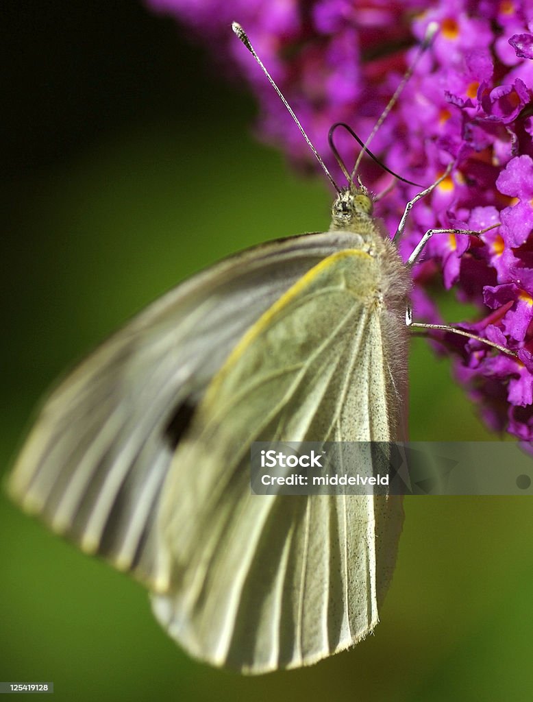 Mariposa - Foto de stock de Aire libre libre de derechos