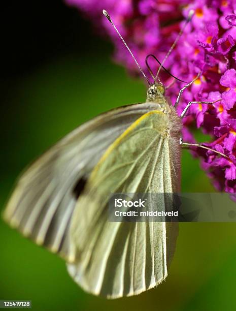 Mariposa Foto de stock y más banco de imágenes de Aire libre - Aire libre, Ala de animal, Amarillo - Color