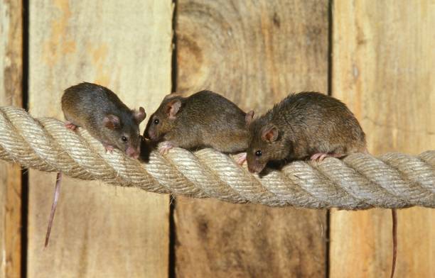 House Mouse, mus musculus, Group standing on Rope House Mouse, mus musculus, Group standing on Rope mus musculus stock pictures, royalty-free photos & images