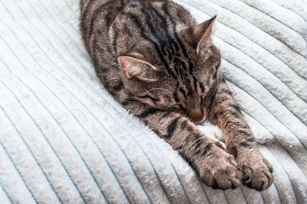 istock Gray cat sleeping on a sofa. Close-up. Portrait.Gray cat sleeping on a bright bed. Close-up. Portrait. stretching out 1254191482
