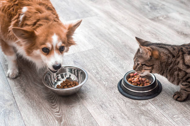 Pet eating food. Dog and cat eating food from bowl. Close up stock photo