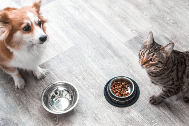 dog and the cat are sitting on the floor in the apartment at their bowls of food. stock photo