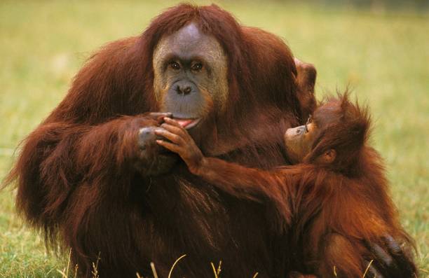 오랑우탄, 퐁고 피그마우스, 영과 어머니 - young animal orangutan mother ape 뉴스 사진 이미지