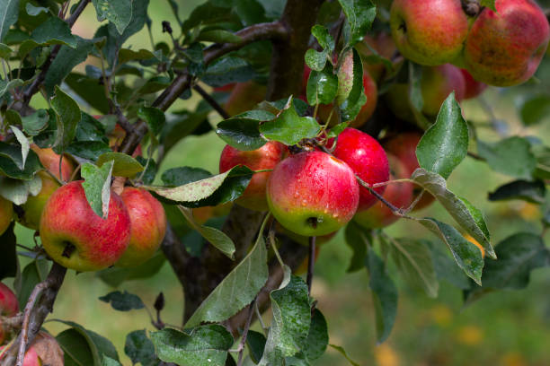 istock Ripe apples on a tree branch after rain 1254191658