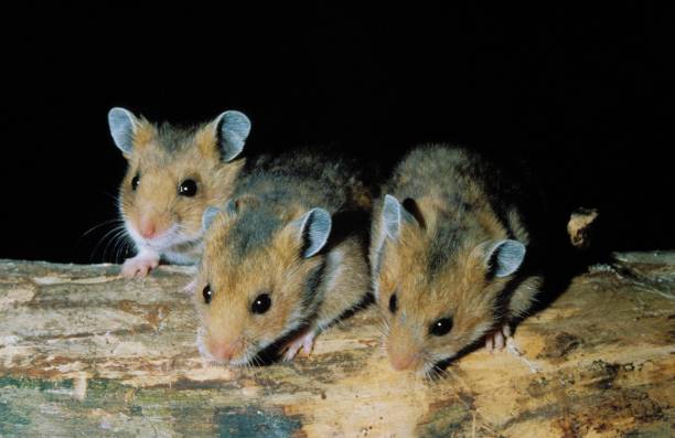 istock Golden Hamster, mesocricetus auratus, Adults 1254191733