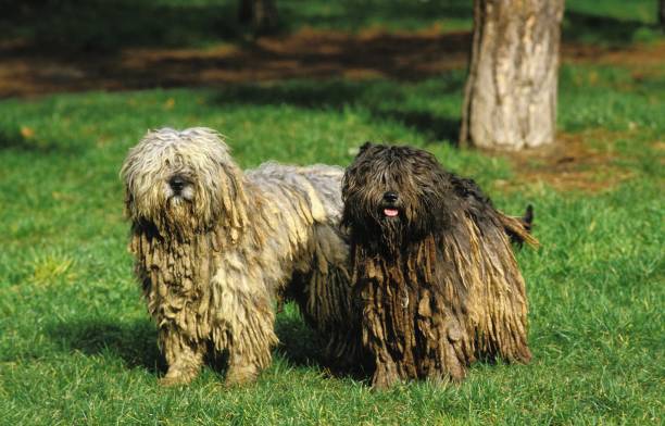 250+ Bergamasco Stock Photos, Pictures & Royalty-Free Images - iStock | Bergamasco sheepdog, Bergamasco shepherd, Bergamasco dog