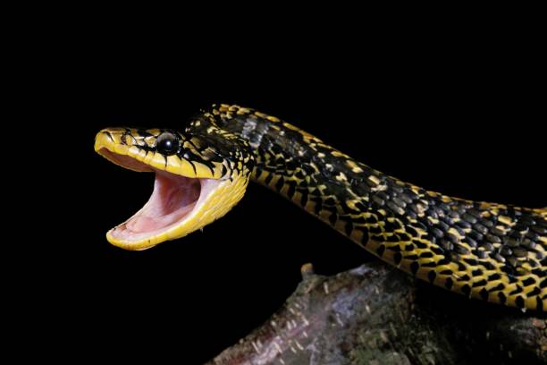 istock Tropical Rat Snake, spilotes pullatus, Adult with Open Mouth, in Defensive Posture 1254191793