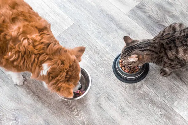 Photo of dog and a cat are eating together from a bowl of food. Animal feeding concept