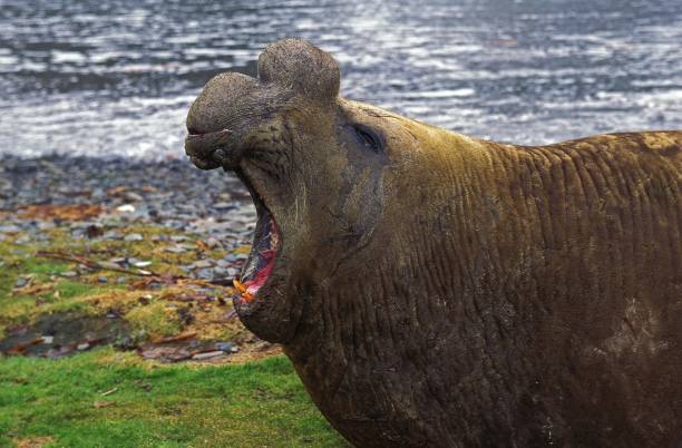 foca-elefante do sul, mirounga leonina, macho deitado na praia em postura defensiva, antártica - animal elephant seal seal yawning - fotografias e filmes do acervo