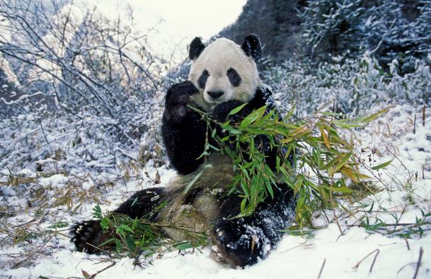 giant panda, ailuropoda melanoleuca, dorosły jedzący bambus, rezerwat wolong w chinach - melanoleuca zdjęcia i obrazy z banku zdjęć