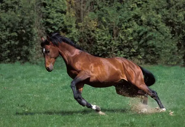 Photo of Selle Francais Horse, Adult Galloping
