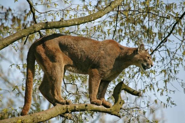 istock Cougar, puma concolor, Adult perched in Tree 1254192736