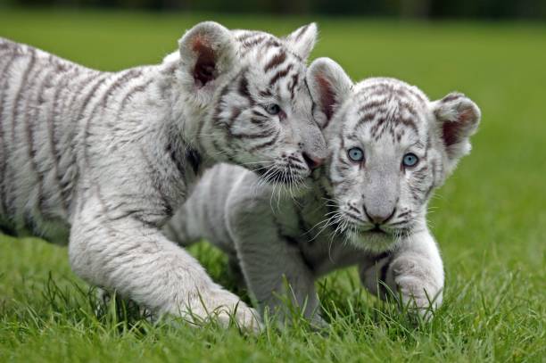 istock White Tiger, panthera tigris, Cub standing on Grass 1254192744
