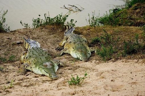 Orinoco Crocodile, crocodylus intermedius, Adults standing on Nest, Los Lianos in Venezuela