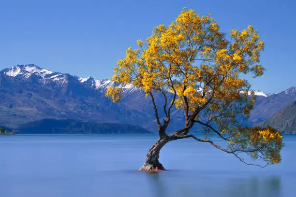 Famous landmark tree on lake Wanaka in New Zealand