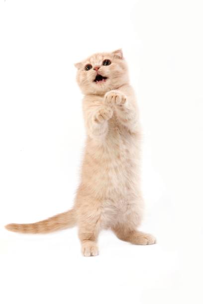 istock Cream Scottish Fold Domestic Cat, 2 Months Old Kitten against White Background 1254192971