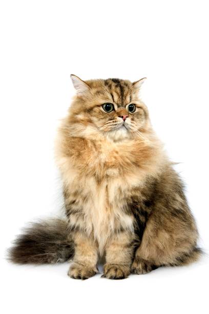 istock Golden Persian Domestic Cat against White Background 1254193077