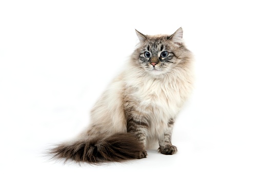Seal Tabby Point Neva Masquerade Siberian Domestic Cat, Male sitting against White Background