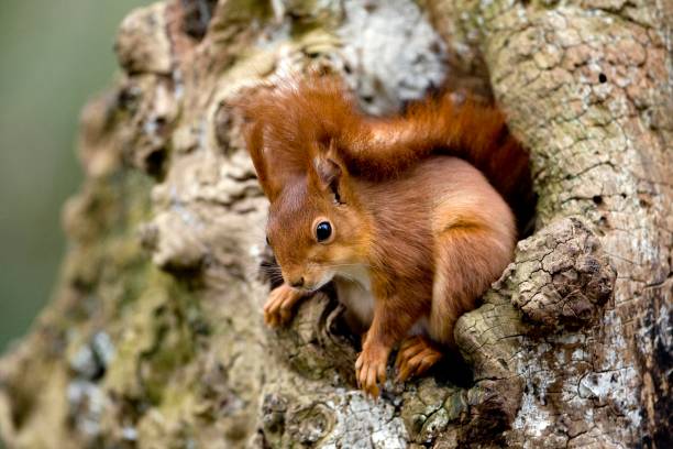 red squirrel, sciurus vulgaris, adult standing at nest entrance, normandy - red squirrel vulgaris animal imagens e fotografias de stock