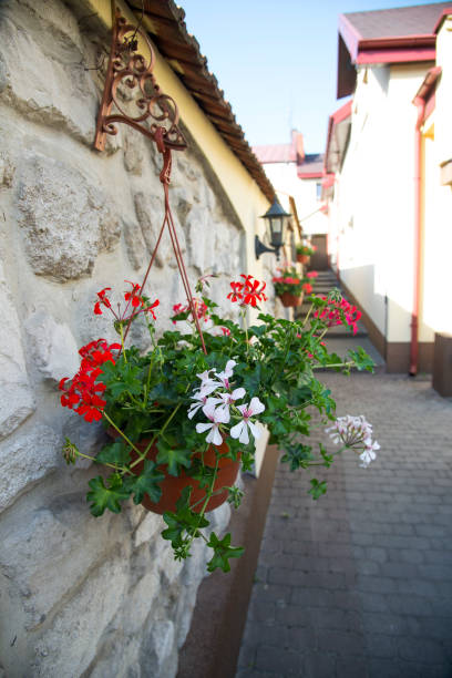 istock White and red geranium flowers in the pot 1254193128