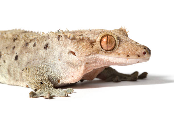 istock Dalmatian crested gecko close-up 1254193254