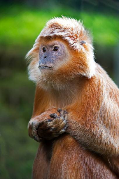 istock Javan Langur or Javan Lutung, trachypithecus auratus, Adult 1254193334