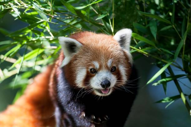 istock Red Panda, ailurus fulgens, Adult 1254193355
