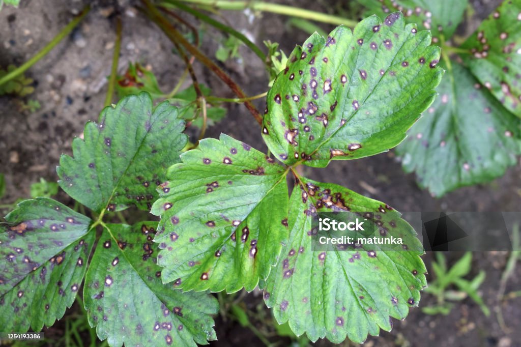 Strawberry leaf spot - fungal disease caused by Mycosphaerella fragariae Plant Stock Photo