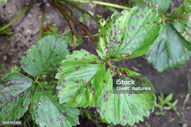 Strawberry Leaf Spot Fungal Disease Caused By Mycosphaerella Fragariae Stock Photo - Download Image Now