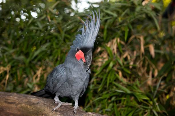 palm cockatoo, probosciger aterrimus, adulte avec crest élevé - psittacoidea photos et images de collection