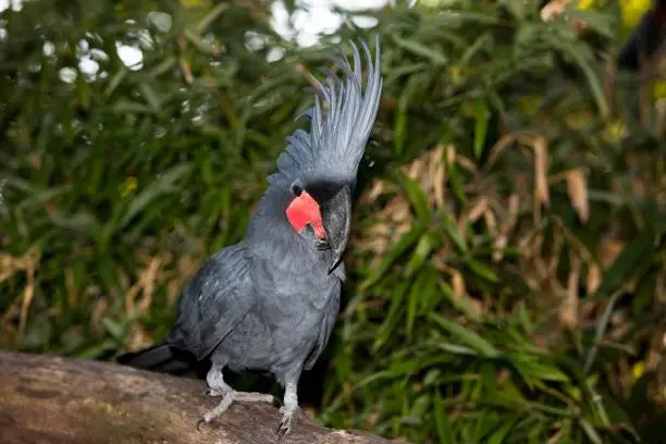 Palm Cockatoo, probosciger aterrimus, Adult with Crest raised