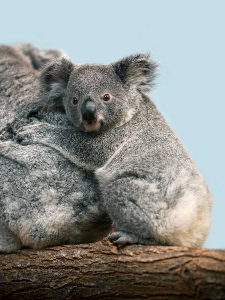 istock Koala, phascolarctos cinereus, Mother with Young 1254193404