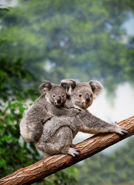 koala, phascolarctos cinereus, mère avec des jeunes debout sur branch - cinereous photos et images de collection