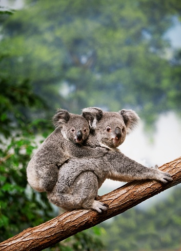 Koala, phascolarctos cinereus, Mother with Young standing on Branch