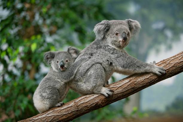 koala, phascolarctos cinereus, mutter mit young auf zweig stehend - koala stock-fotos und bilder