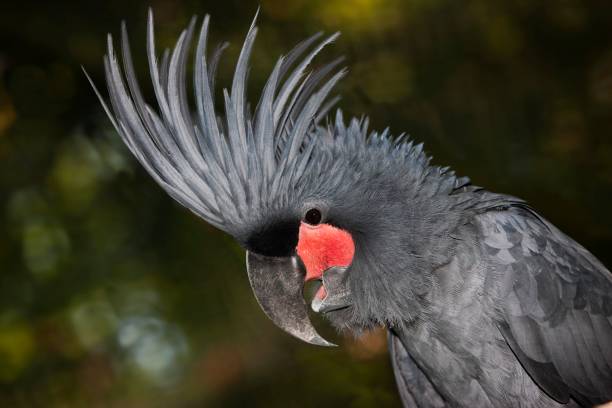 palm cockatoo, probosciger aterrimus, adulte avec crest élevé - psittacoidea photos et images de collection