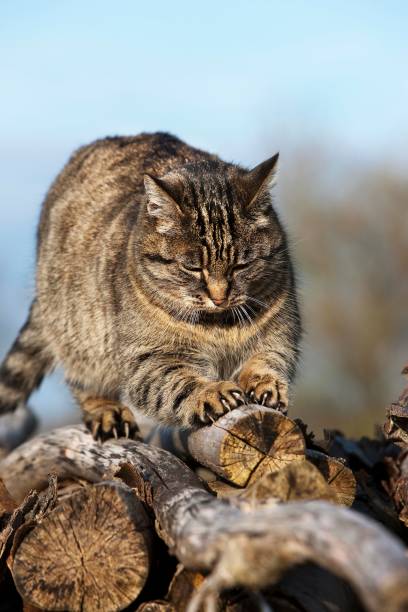 istock Brown Tabby Domestic Cat, Female Sharpening Claws on Stack of Wood, Normandy 1254193447