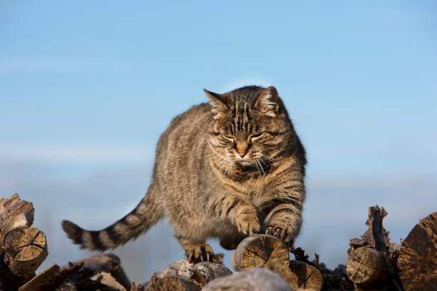 istock Brown Tabby Domestic Cat, Female Sharpening Claws on Stack of Wood, Normandy 1254193448