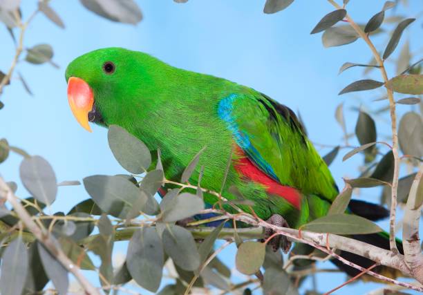 Eclectus Parrot, eclectus roratus, Male standing on Branch Eclectus Parrot, eclectus roratus, Male standing on Branch eclectus parrot australia stock pictures, royalty-free photos & images