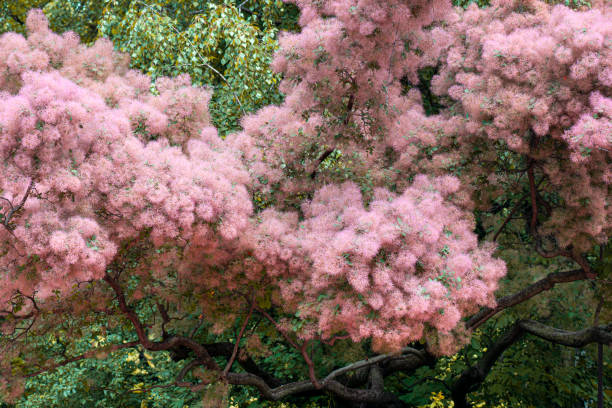 bronzeamento skumpiya, cotinus coggygria ou árvore de fumaça - european smoketree - fotografias e filmes do acervo