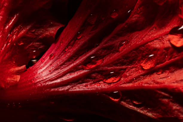 istock Water drop on red flower after rainy and black background. 1254194333