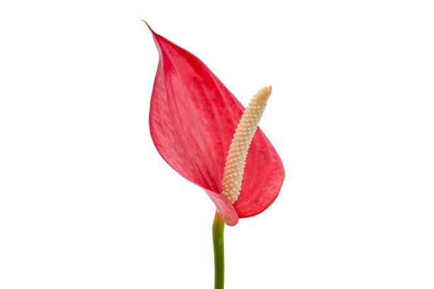 istock Red color anthurium flower with white pollen isolated on white background. 1254194410