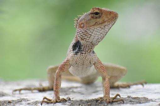 Oriental Garden Lizard are beautiful Lizard which can change their colour with respect to surrounding. They eat ants and insects and look very cool. They differ from chameleon.