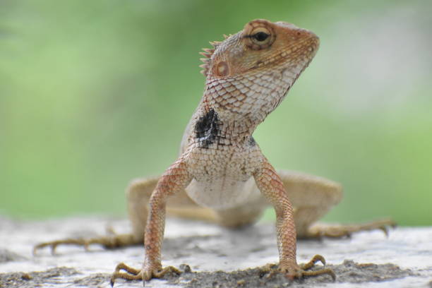 Oriental Garden Lizard Oriental Garden Lizard are beautiful Lizard which can change their colour with respect to surrounding. They eat ants and insects and look very cool. They differ from chameleon. giant bearded dragon stock pictures, royalty-free photos & images