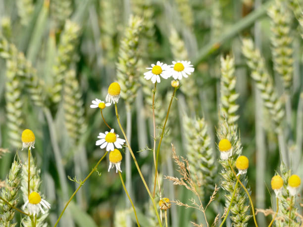 istock Chamomile at a field of wheat in Germany 1254194730