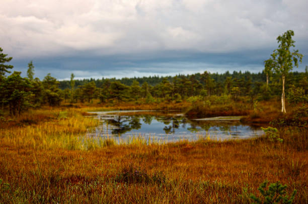 istock Swamp with small pine trees and a pond 1254195159
