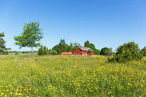 Meadow landscape with wildflowers and a farm in the background