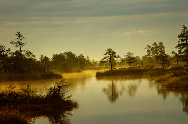 istock Swamp with a beautiful pond and small pines 1254195185