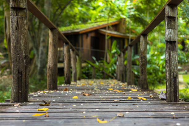 istock Wood bridge in the forest. 1254195747